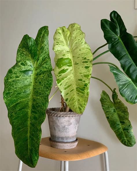 The Beautiful Paraiso Verde Philodendron: A Guide to Growing and Caring for it